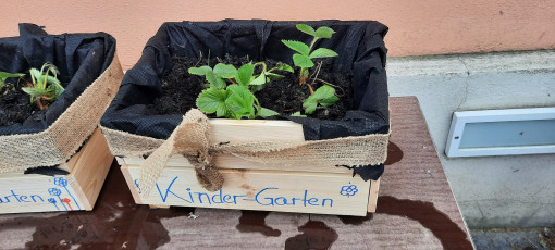 Holzkiste bepflanzt mit der Aufschrift Kinder-Garten
