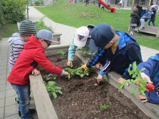 Kinder ernten Radieschen vom Hochbeet