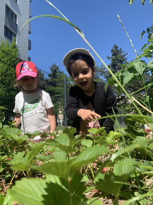 Mädchen betrachten Erdbeerpflanzen im Garten
