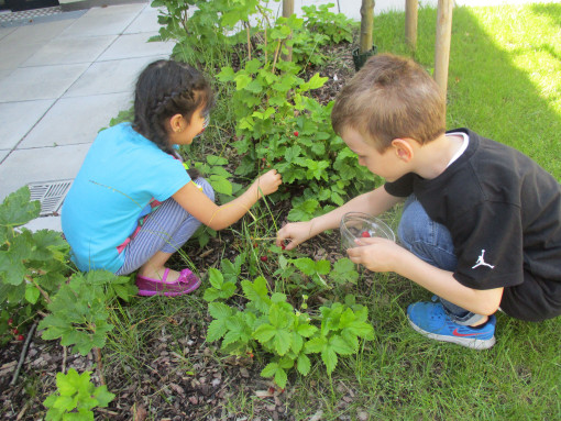 2 Kinder ernten Naschbeeren im Garten