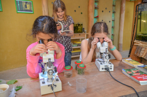 2 Mädchen betrachten etwas im Mikroskop, ein drittes Mädchen schaut in ein Buch