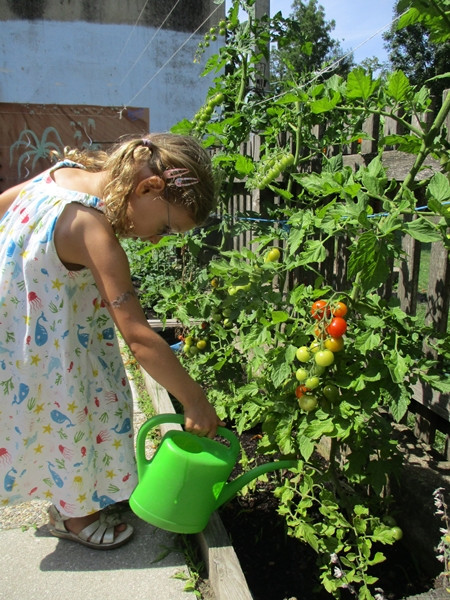 Ein Mädchen gießt konzentriert Tomaten im Garten 