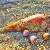 Seminar „Traumapädagogik - Dissoziation und Reorientierung“